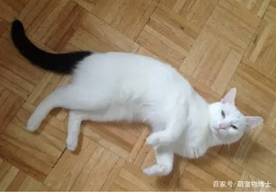 道与碳基猴子饲养守则