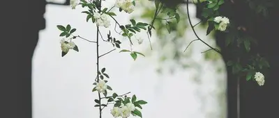 一树相思两闲愁